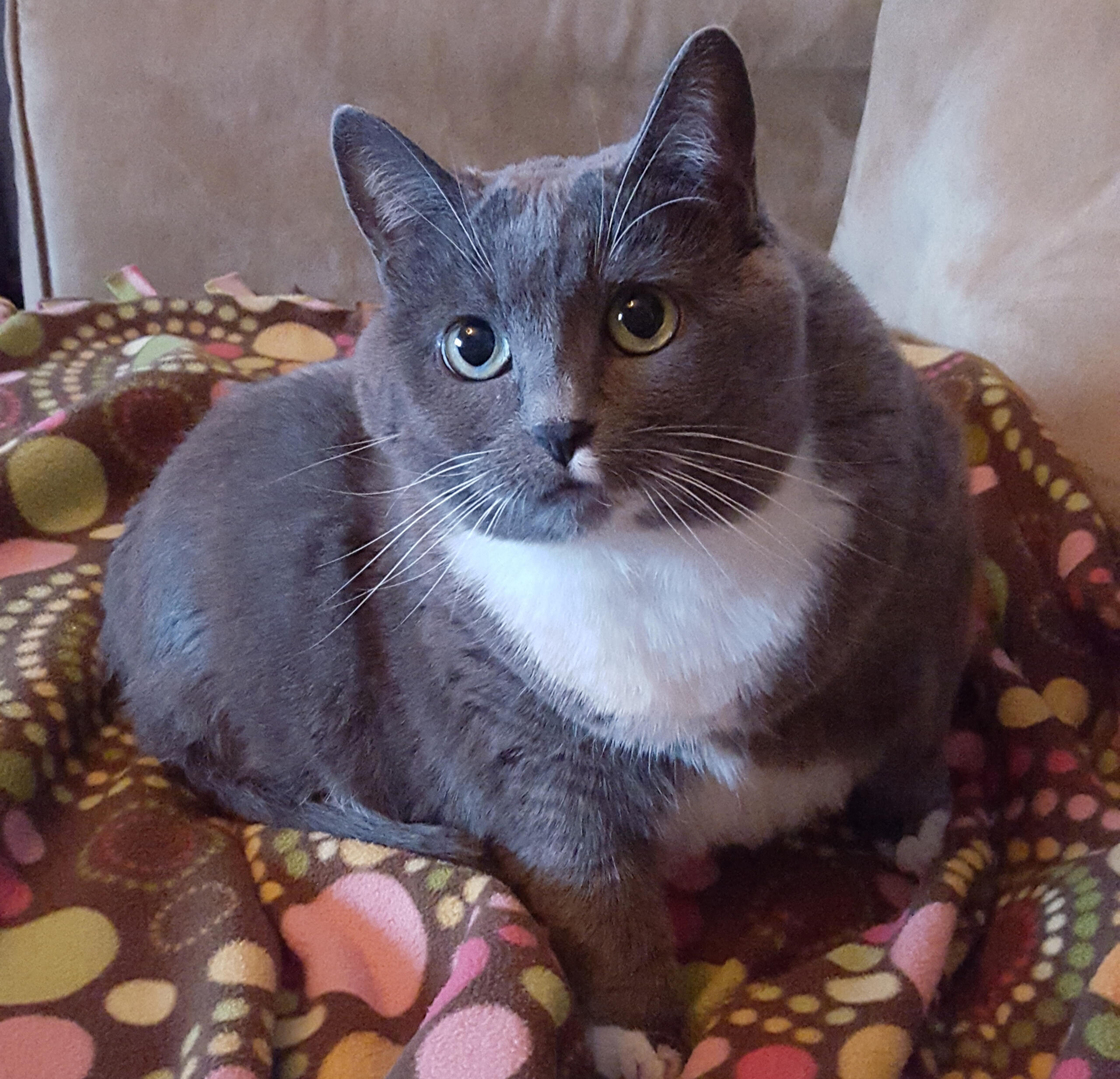 The Fat Gray Cat The cat behind the name